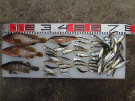 のとじま臨海公園海づりセンター 釣果