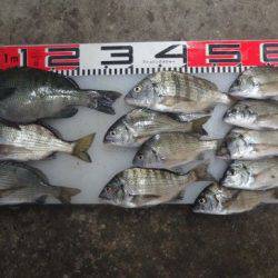 のとじま臨海公園海づりセンター 釣果