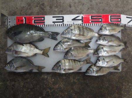 のとじま臨海公園海づりセンター 釣果