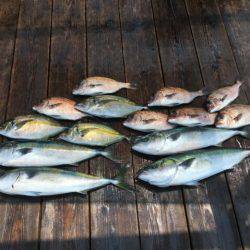由良海上釣り堀 海人 釣果