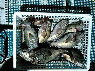 フィッシングガイド りょう 釣果