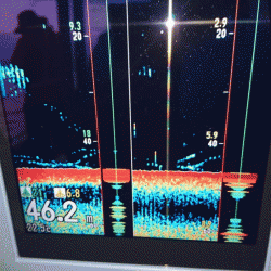 遊漁船ブルーウッズ 釣果