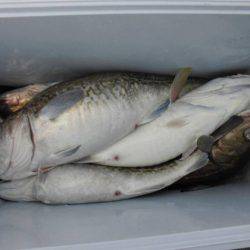 大進丸（新潟） 釣果