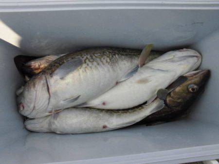 大進丸（新潟） 釣果