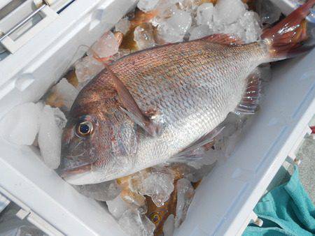 こうゆう丸 釣果