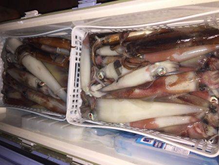 幸風（さちかぜ） 釣果