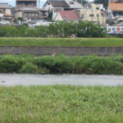 狩野川(狩野川漁業協同組合) 釣果