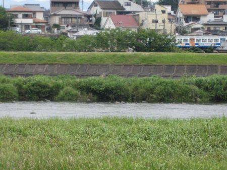 狩野川(狩野川漁業協同組合) 釣果