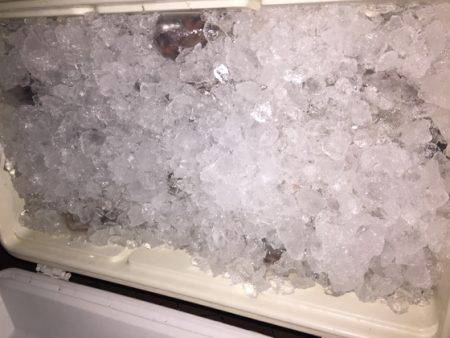 幸風（さちかぜ） 釣果