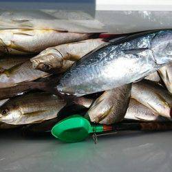しば渡船 釣果