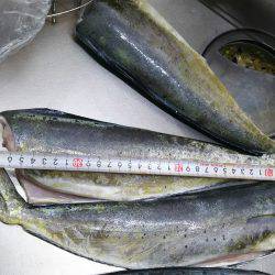 シーラ、ソーダも昼前から