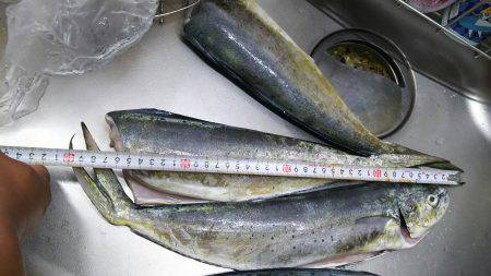 シーラ、ソーダも昼前から