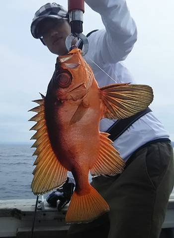 黒ひげ 釣果