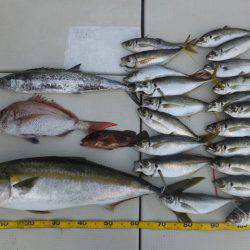 Hit Rush(ヒット ラッシュ） 釣果