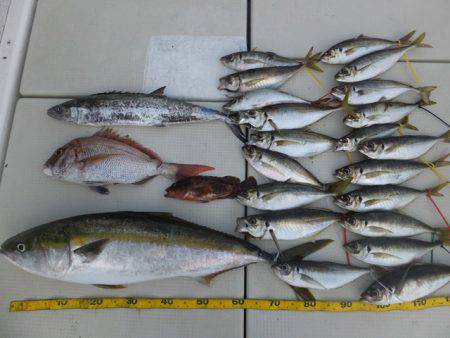 Hit Rush(ヒット ラッシュ） 釣果…