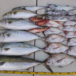 Hit Rush(ヒット ラッシュ) 釣果