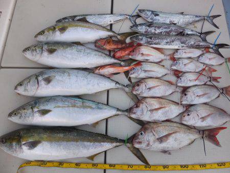 Hit Rush(ヒット ラッシュ） 釣果…