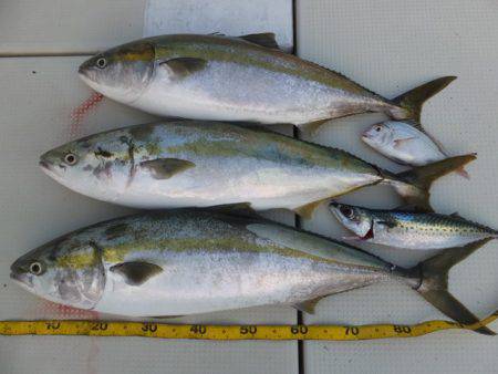 Hit Rush(ヒット ラッシュ） 釣果…