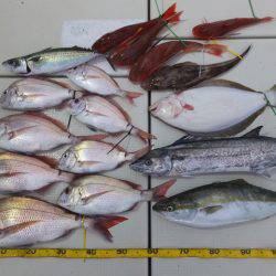 Hit Rush(ヒット ラッシュ) 釣果