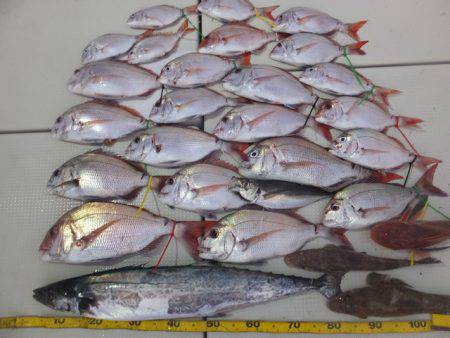 Hit Rush(ヒット ラッシュ） 釣果