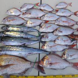 Hit Rush(ヒット ラッシュ） 釣果