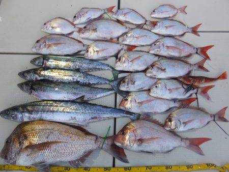 Hit Rush(ヒット ラッシュ） 釣果…