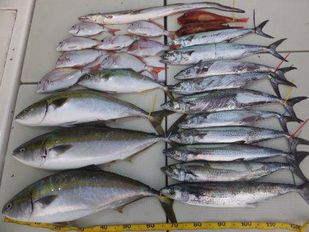 Hit Rush(ヒット ラッシュ） 釣果…