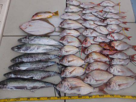 Hit Rush(ヒット ラッシュ） 釣果…