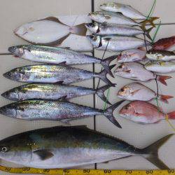 Hit Rush(ヒット ラッシュ) 釣果