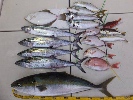 Hit Rush(ヒット ラッシュ） 釣果…