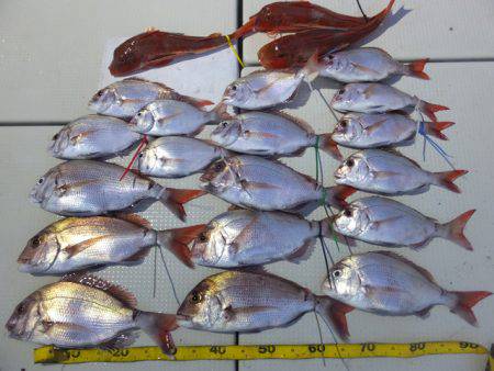 Hit Rush(ヒット ラッシュ） 釣果…