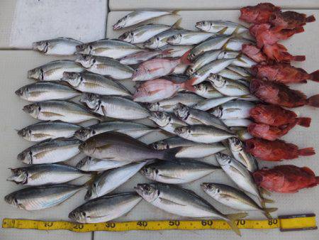 Hit Rush(ヒット ラッシュ） 釣果…