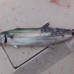 Hit Rush(ヒット ラッシュ) 釣果