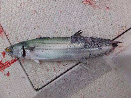 Hit Rush(ヒット ラッシュ) 釣果