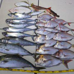 Hit Rush(ヒット ラッシュ) 釣果