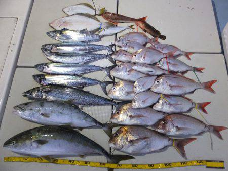 Hit Rush(ヒット ラッシュ） 釣果…