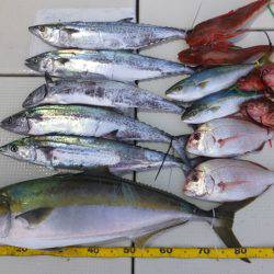 Hit Rush(ヒット ラッシュ) 釣果