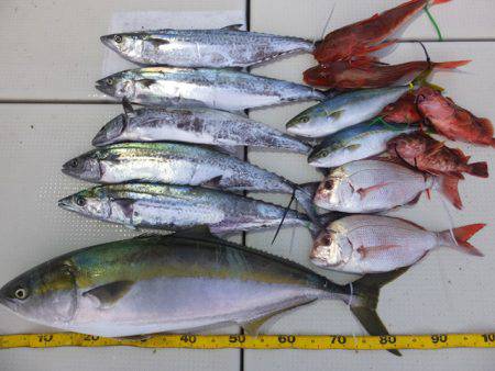 Hit Rush(ヒット ラッシュ） 釣果…