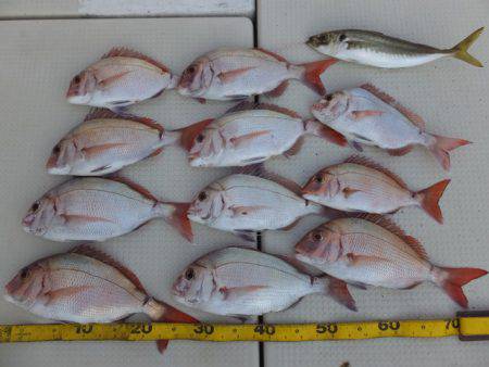 Hit Rush(ヒット ラッシュ） 釣果…