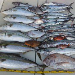 Hit Rush(ヒット ラッシュ） 釣果