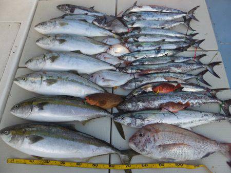 Hit Rush(ヒット ラッシュ） 釣果…