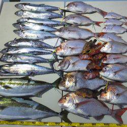 Hit Rush(ヒット ラッシュ) 釣果