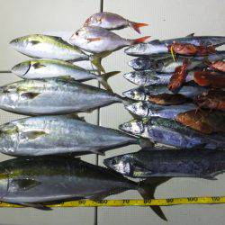 Hit Rush(ヒット ラッシュ） 釣果