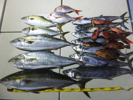 Hit Rush(ヒット ラッシュ） 釣果…