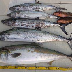 Hit Rush(ヒット ラッシュ） 釣果