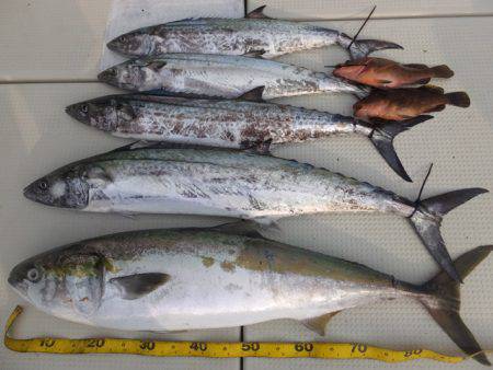 Hit Rush(ヒット ラッシュ） 釣果…