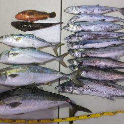 Hit Rush(ヒット ラッシュ) 釣果