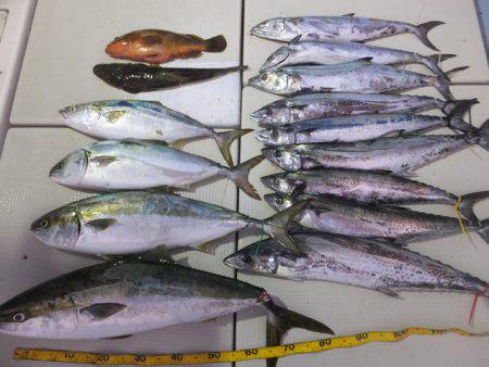 Hit Rush(ヒット ラッシュ) 釣果