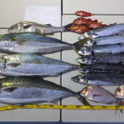 Hit Rush(ヒット ラッシュ） 釣果