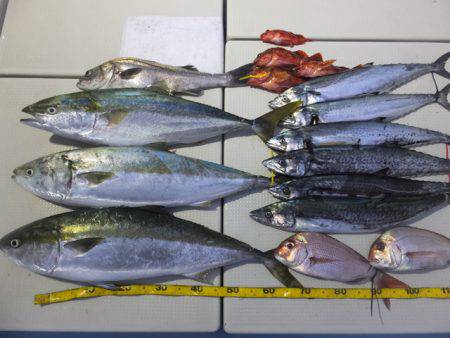 Hit Rush(ヒット ラッシュ） 釣果…